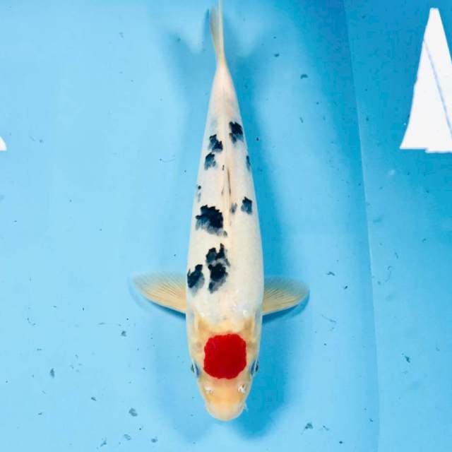 Tancho Sanke, 29 cm