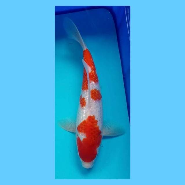 Koh ginrin 30 cm