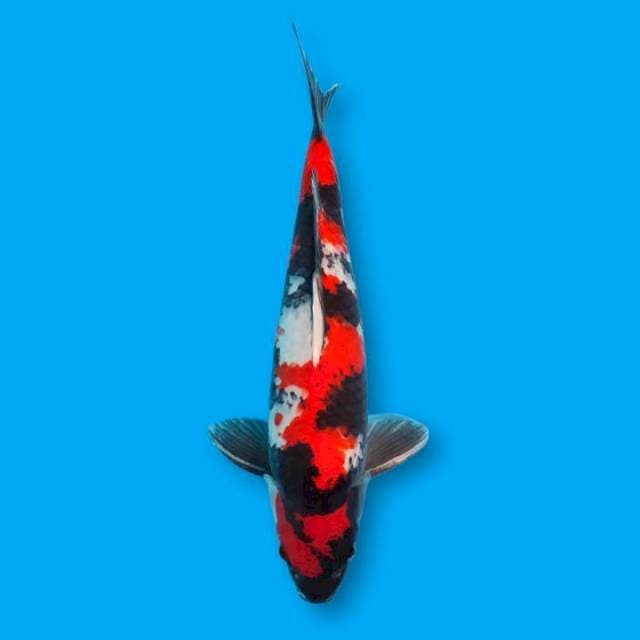 Showa male 47cm