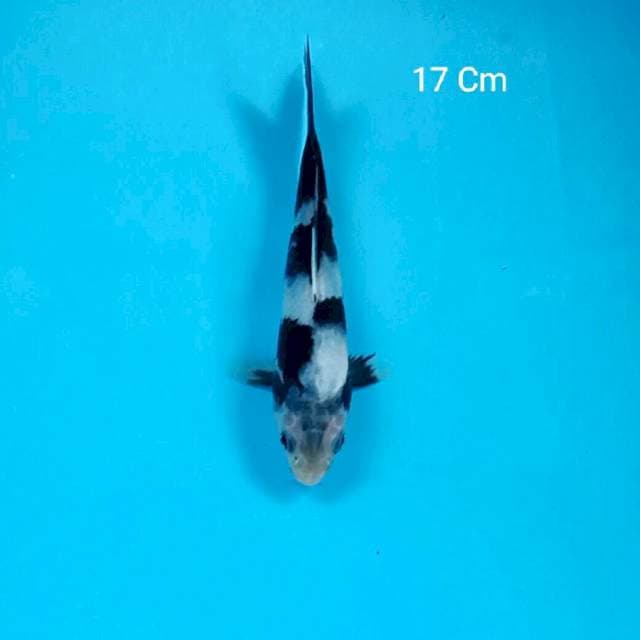 Shiro 17 Cm