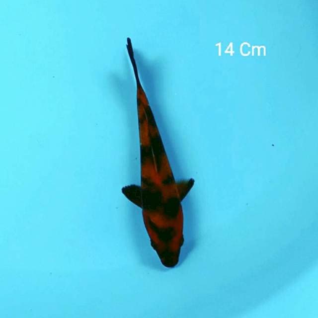 Hi Utsuri 14 Cm