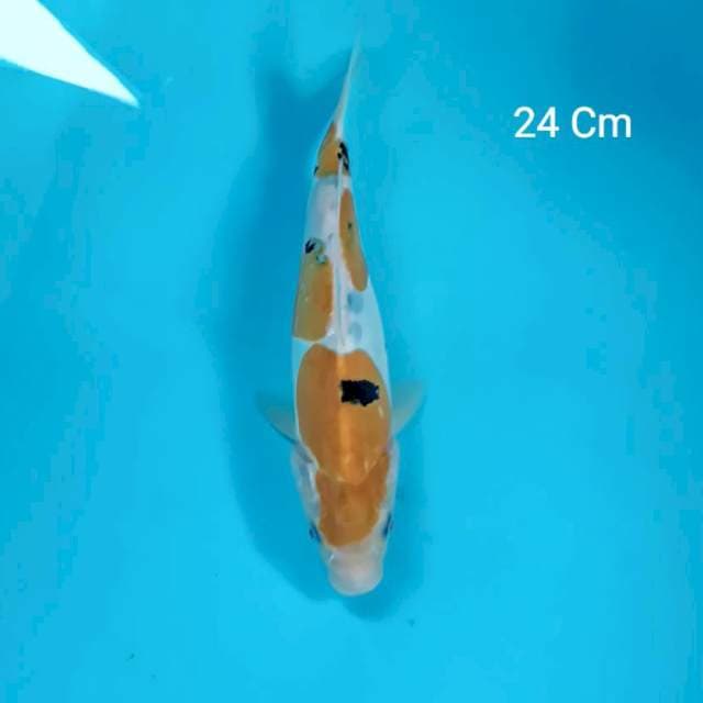 Rare Yellow Sanke Doitsu 24 Cm