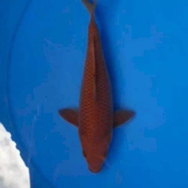 Chagoi tembogo 22 cm
