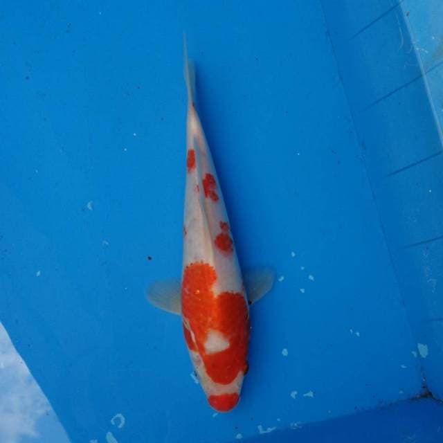 Kuchibeni Kohaku F1
