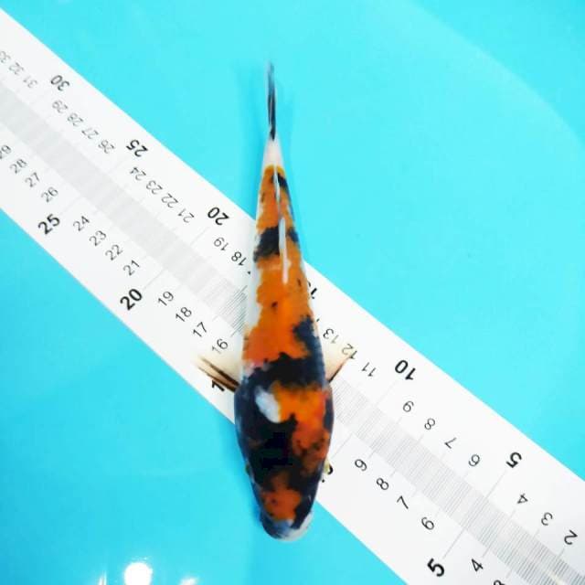 Showa 18cm