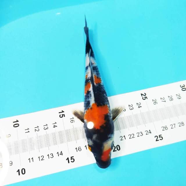 Showa 19cm