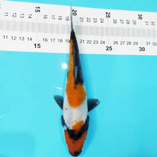 Showa 18cm