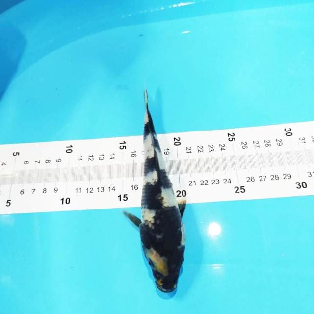 Shiro 17cm