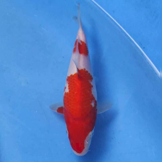 Ogata Kohaku