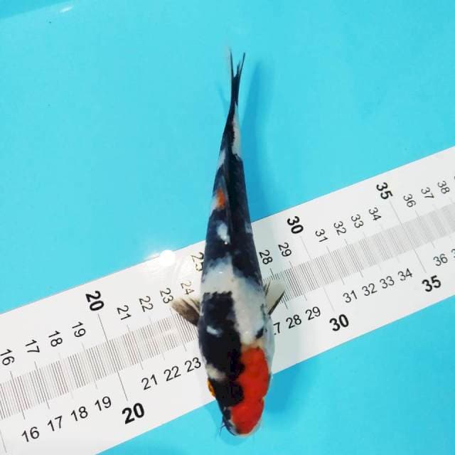 Showa 18cm