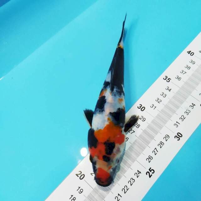 Showa 17cm