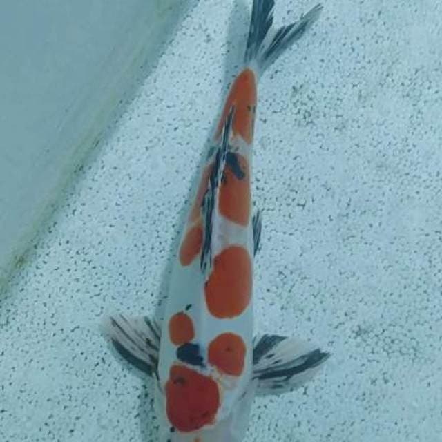 Sanke doid 28cm