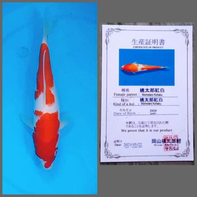 Kohaku