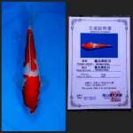 Kohaku