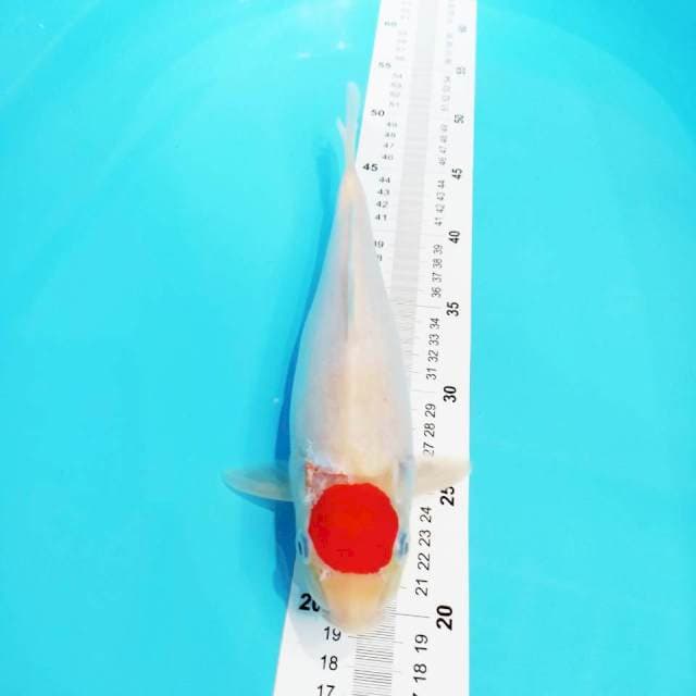 Tancho Kohaku (Cutting)