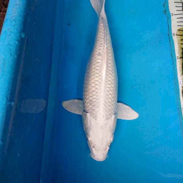 Platinum 33 cm