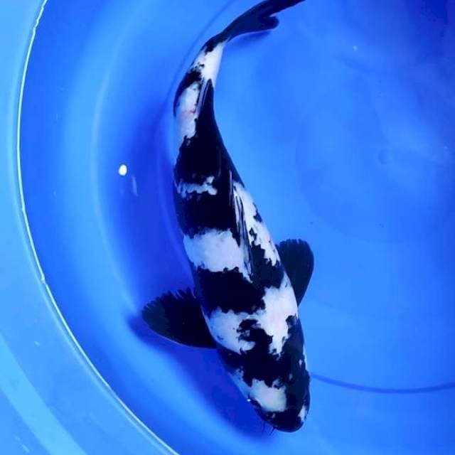 shiro 41 cm