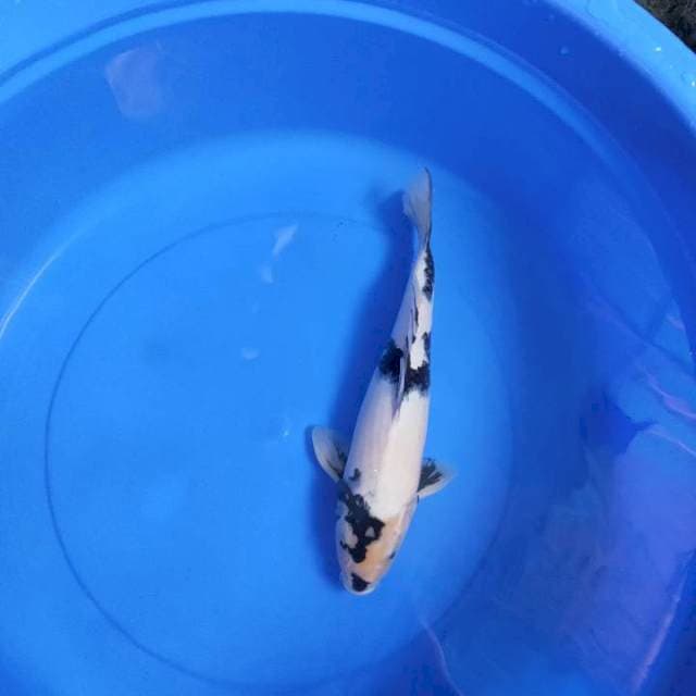 Shiro 35cm