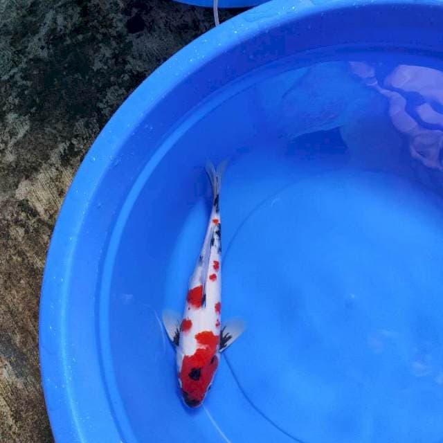 Showa 38 cm