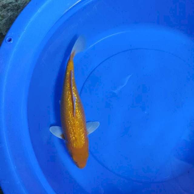 Karasi ginrin
