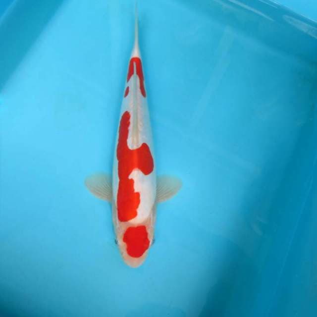 HANA 1 - MARUTEN KOHAKU DOITSU,-