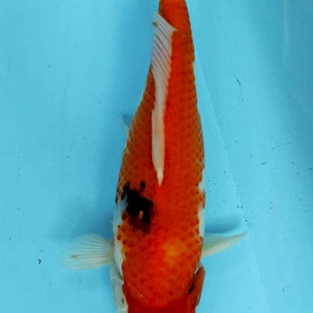 SHOWA 33CM
