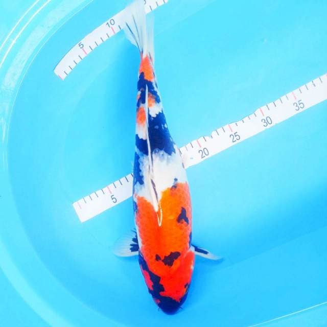 *SHOWA FEMALE 43CM*