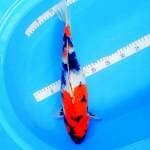*SHOWA FEMALE 43CM*