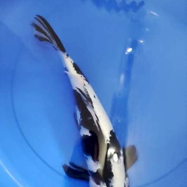 shiro 43 cm