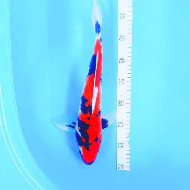 SHOWA MALE 38CM