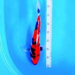 SHOWA MALE 38CM