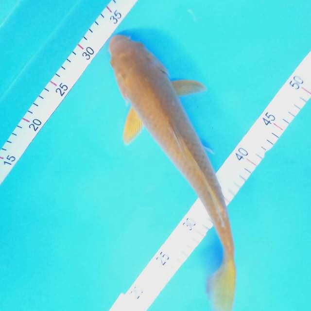 CHAGOI MALE 35CM