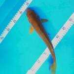 CHAGOI MALE 35CM