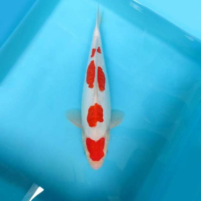 HANA 3 - KOHAKU DOITSU 4 STEPS,-