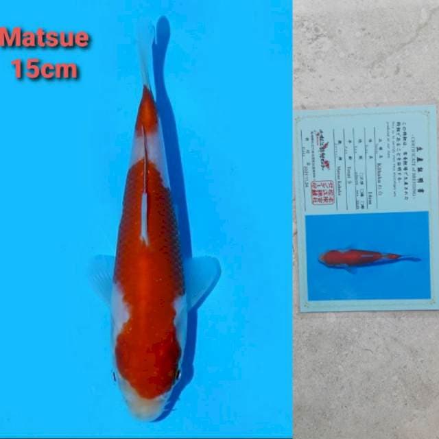 Matsue Kohaku Serti Strong
