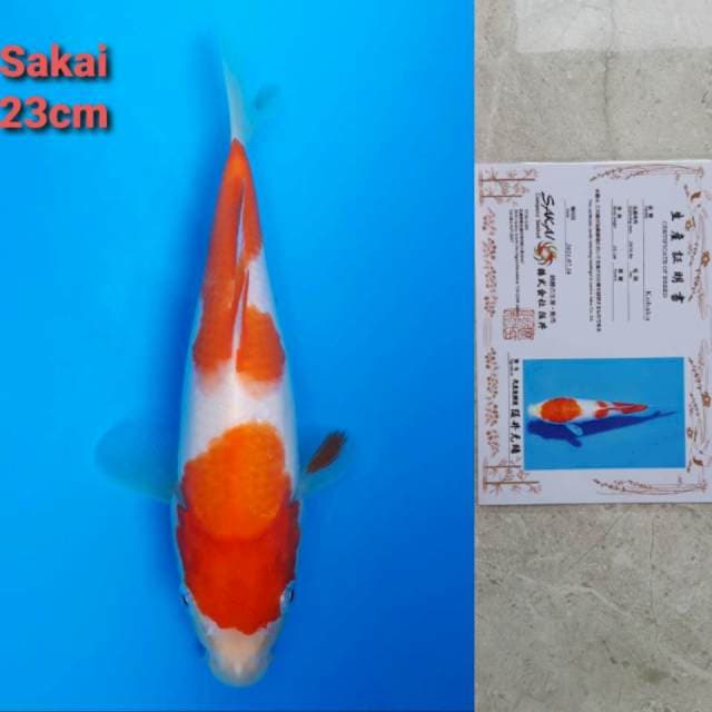 Sakai Kohaku Nidan Serti