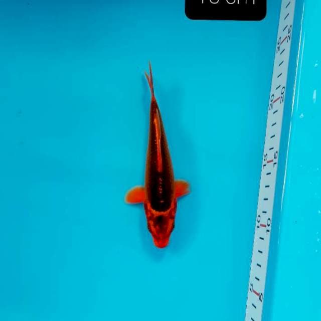 Minion akamatsuba 15 cm