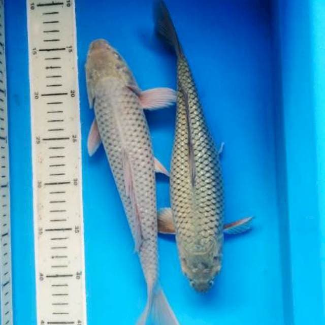 suragoi 30-33 cm