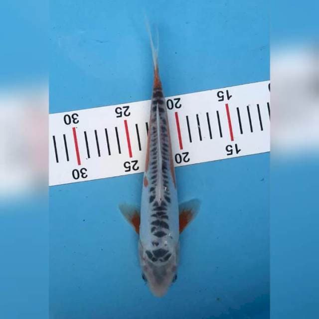 shusui 25cm