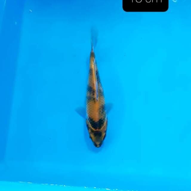 Ki showa 18 cm