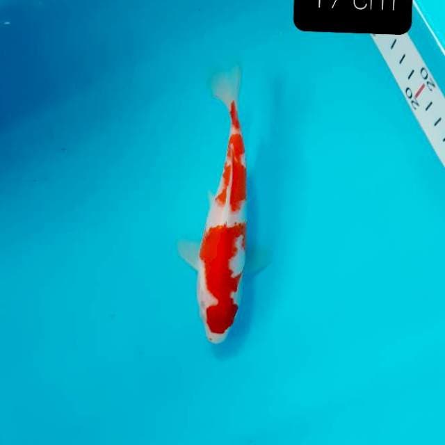 Kohaku 17 cm