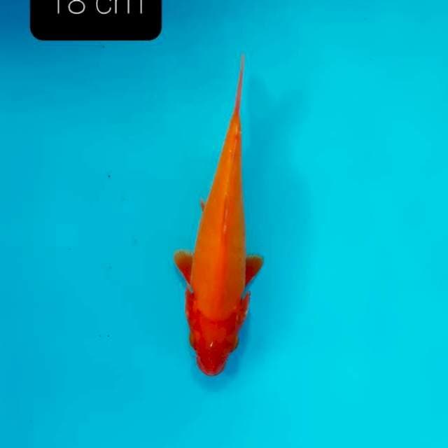 Akahajiro 18 cm