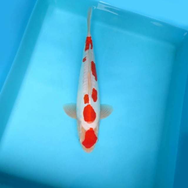 HANA 6 - KOHAKU DOITSU ANTQUE,-