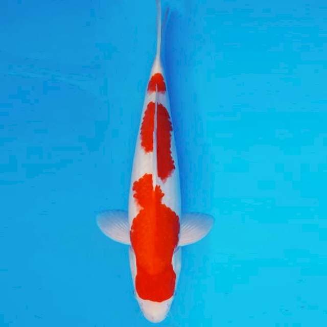 MATSURI 9 ~ KOHAKU ™