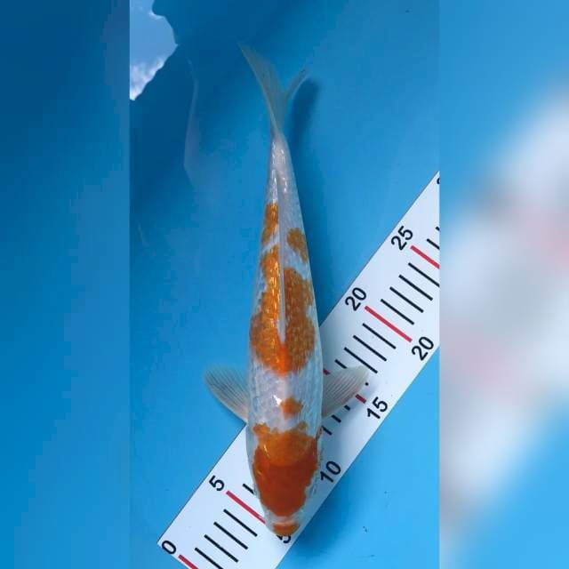 kucibeni kohaku koyo ginrin 33cm