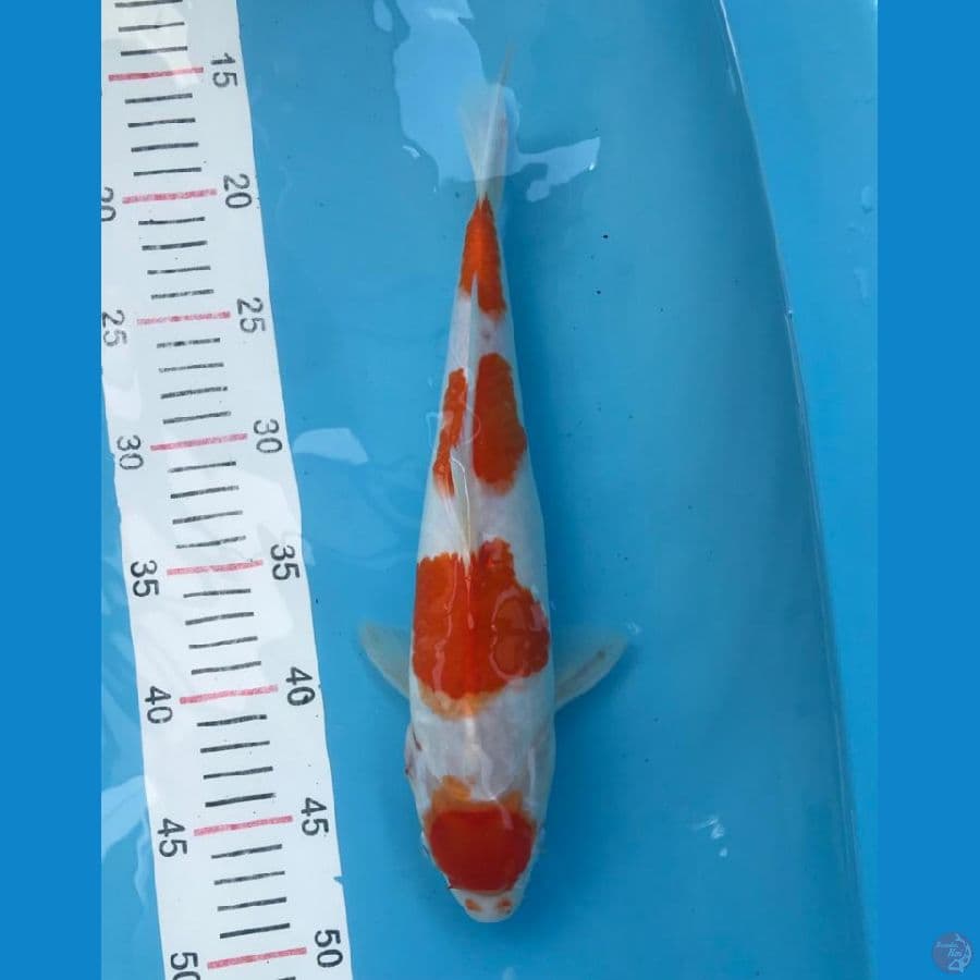 kohaku 4 step 34cm