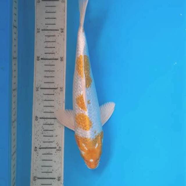 Hariwake 29cm 