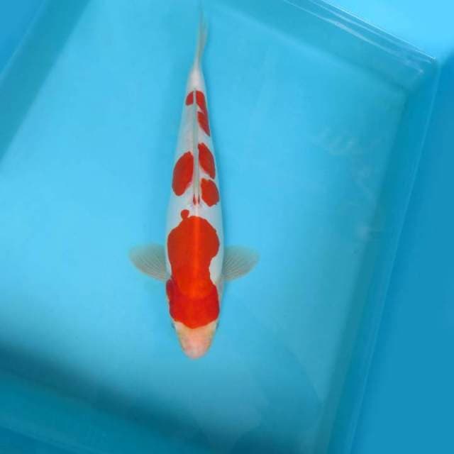 HANA 8 - KOHAKU DOITSU,-