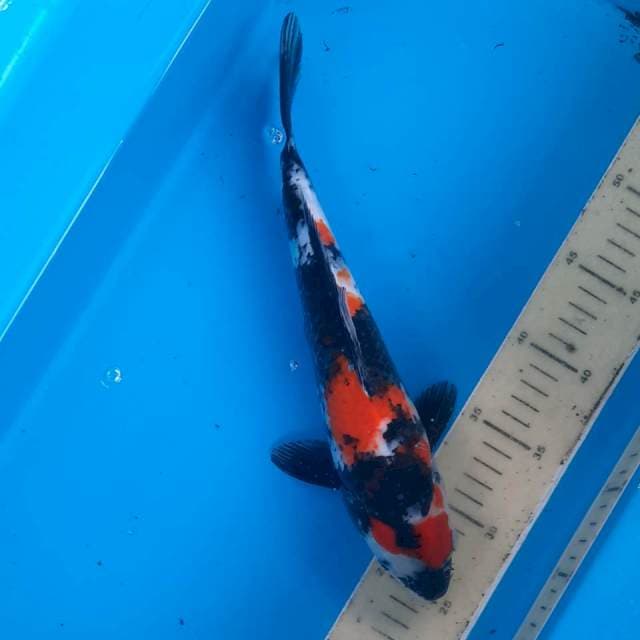 Showa 30cm