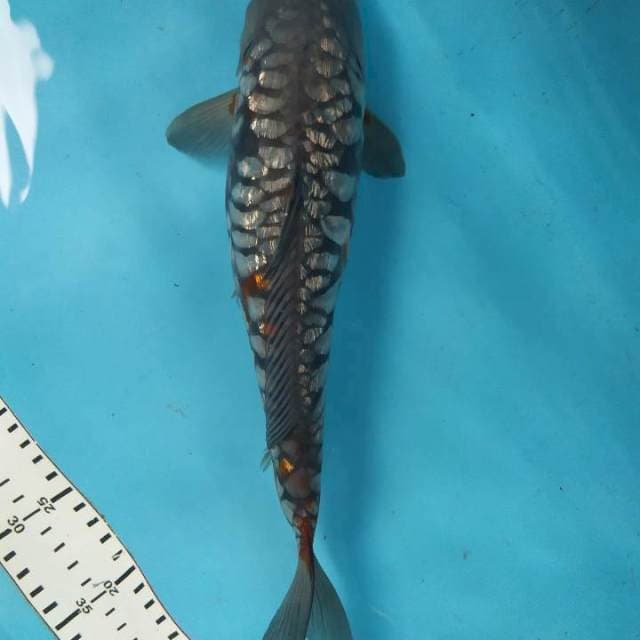 Ochiba kucibeni